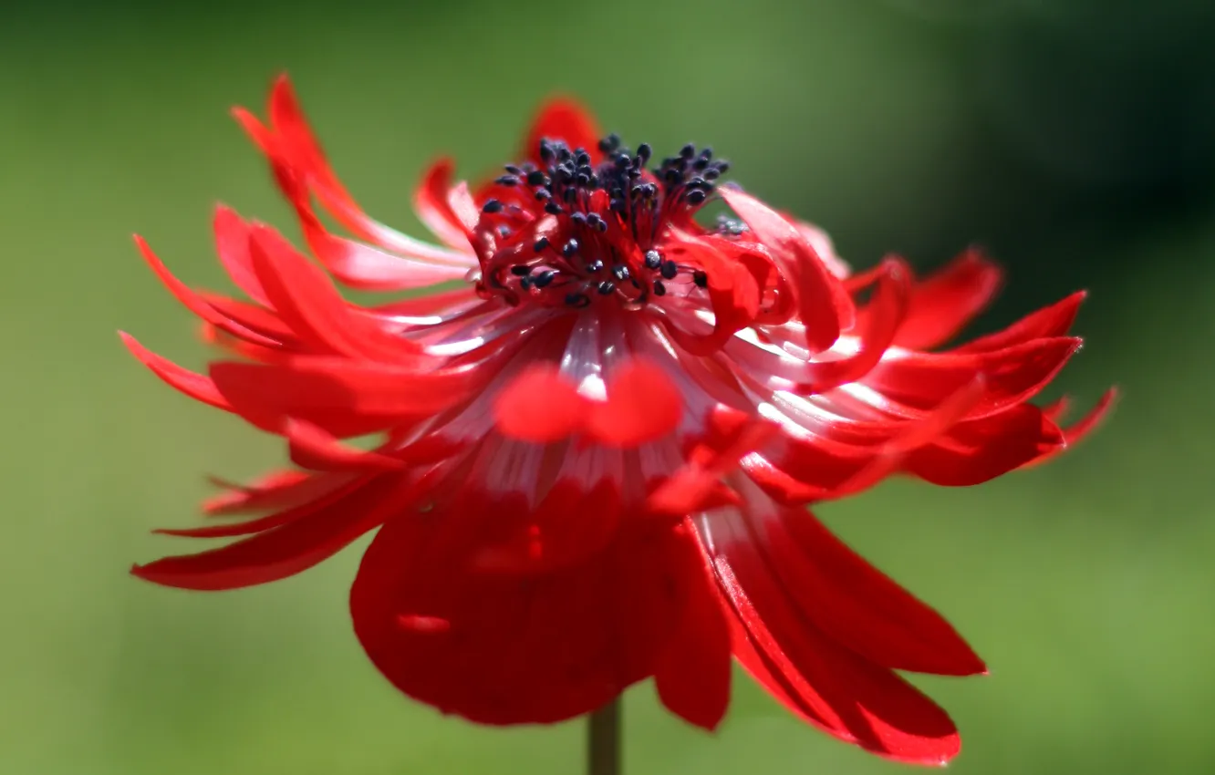Photo wallpaper grain, buds, center, Red painting