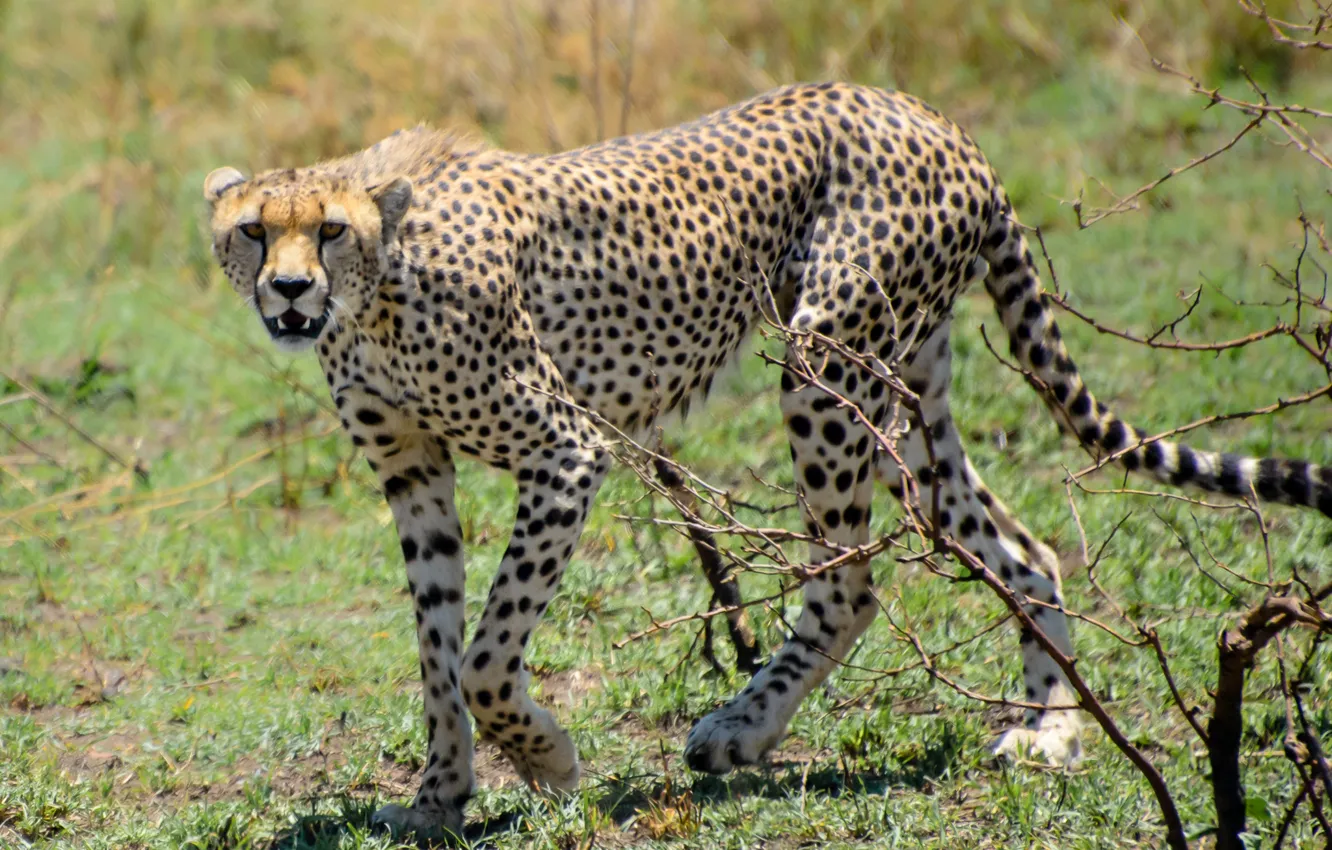 Photo wallpaper cat, grass, Cheetah