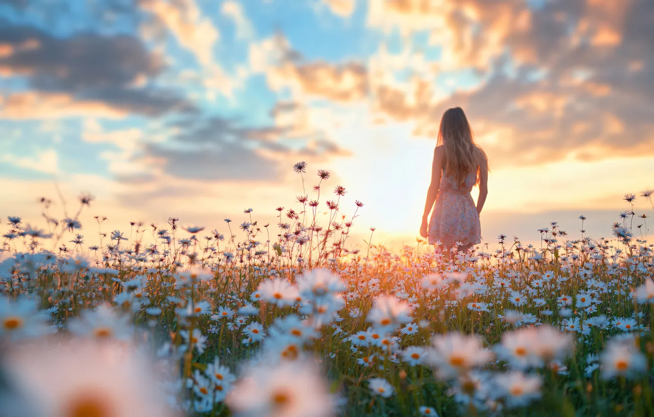 Photo wallpaper summer, girl, flowers, nature, pose, dawn, chamomile, chamomile field