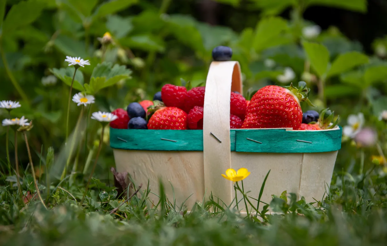 Photo wallpaper red, nature, raspberry, basket, blueberries, strawberry, fruit