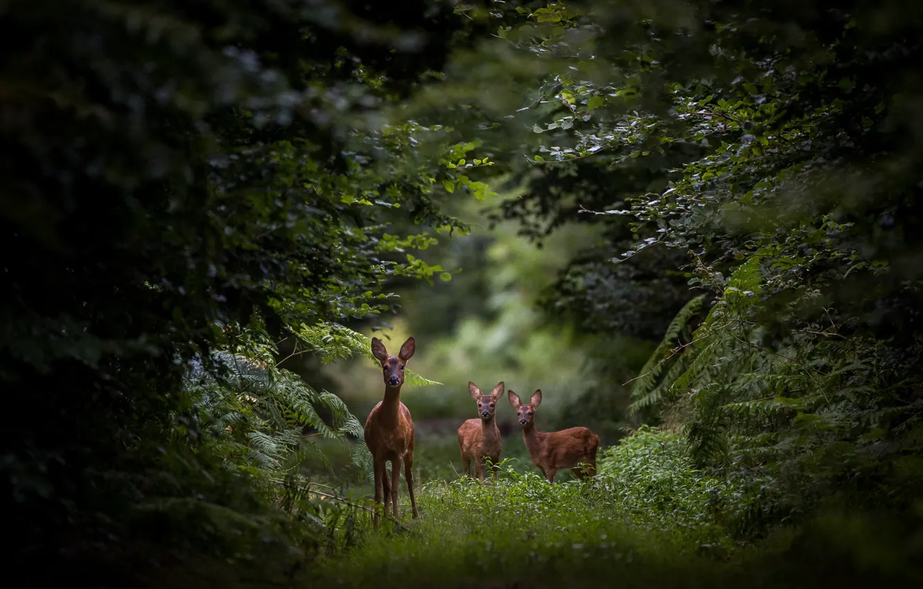 Photo wallpaper forest, glade, deer