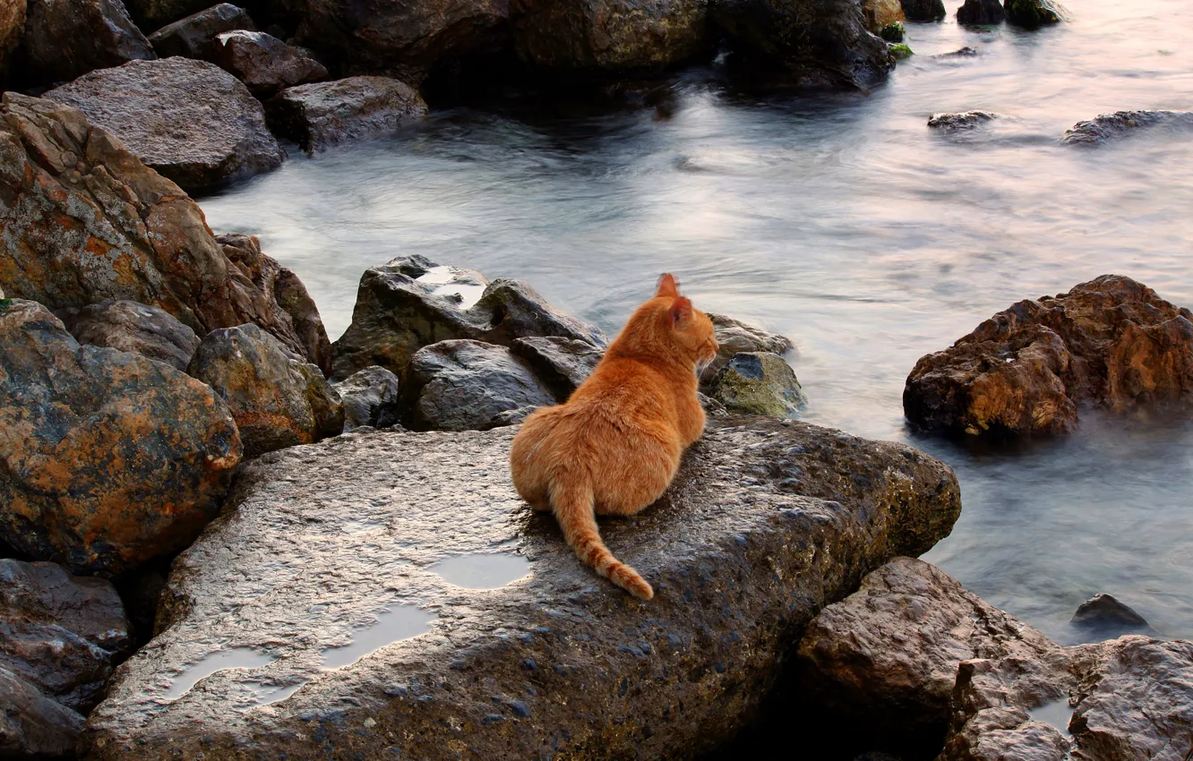 Photo wallpaper sea, cat, cat, landscape, stones, shore, red, lies