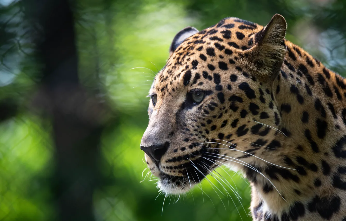 Photo wallpaper face, portrait, leopard, zoo, bokeh