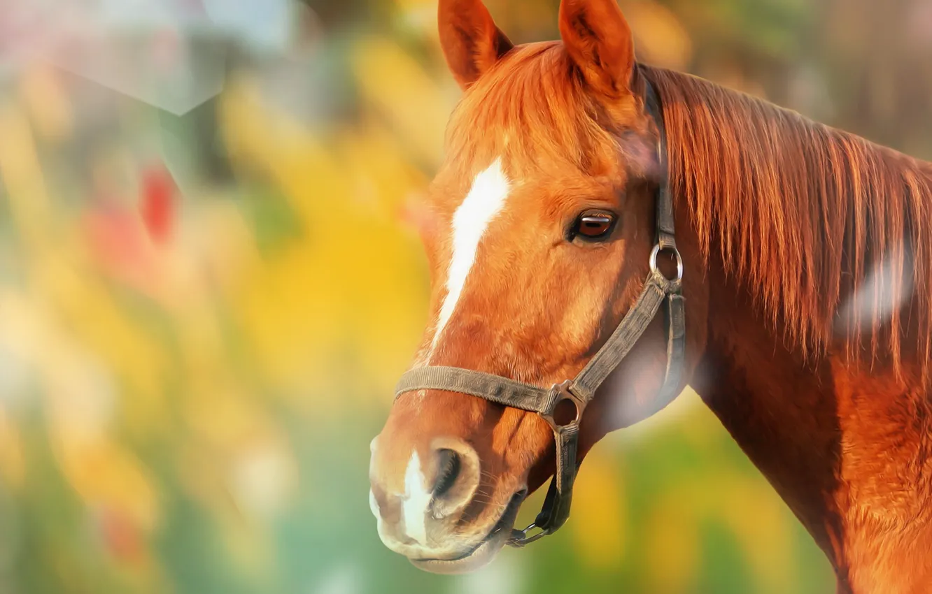 Photo wallpaper face, background, horse, horse