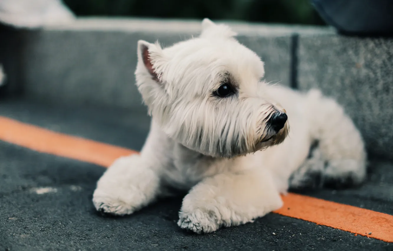 Photo wallpaper sweetheart, white, dog
