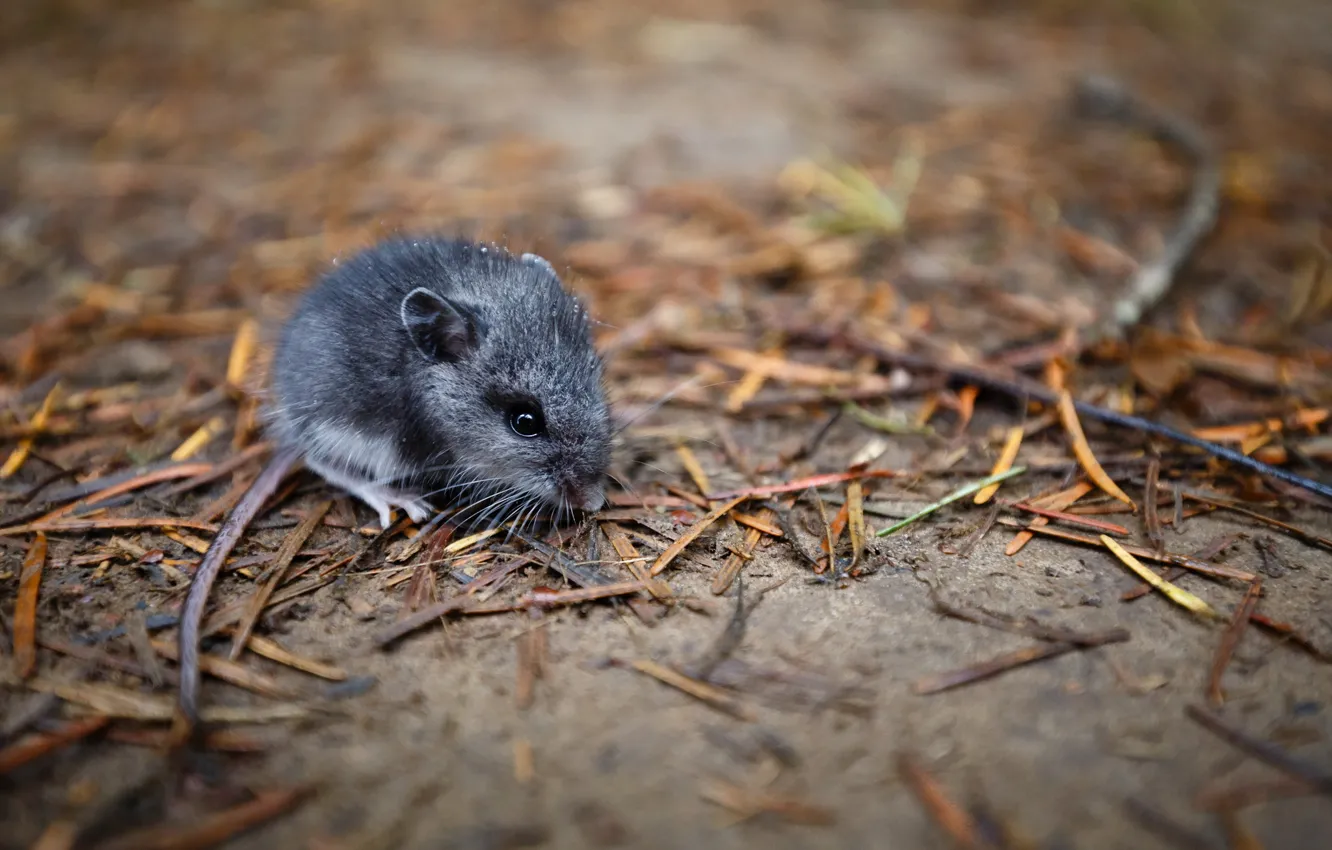 Photo wallpaper nature, background, mouse