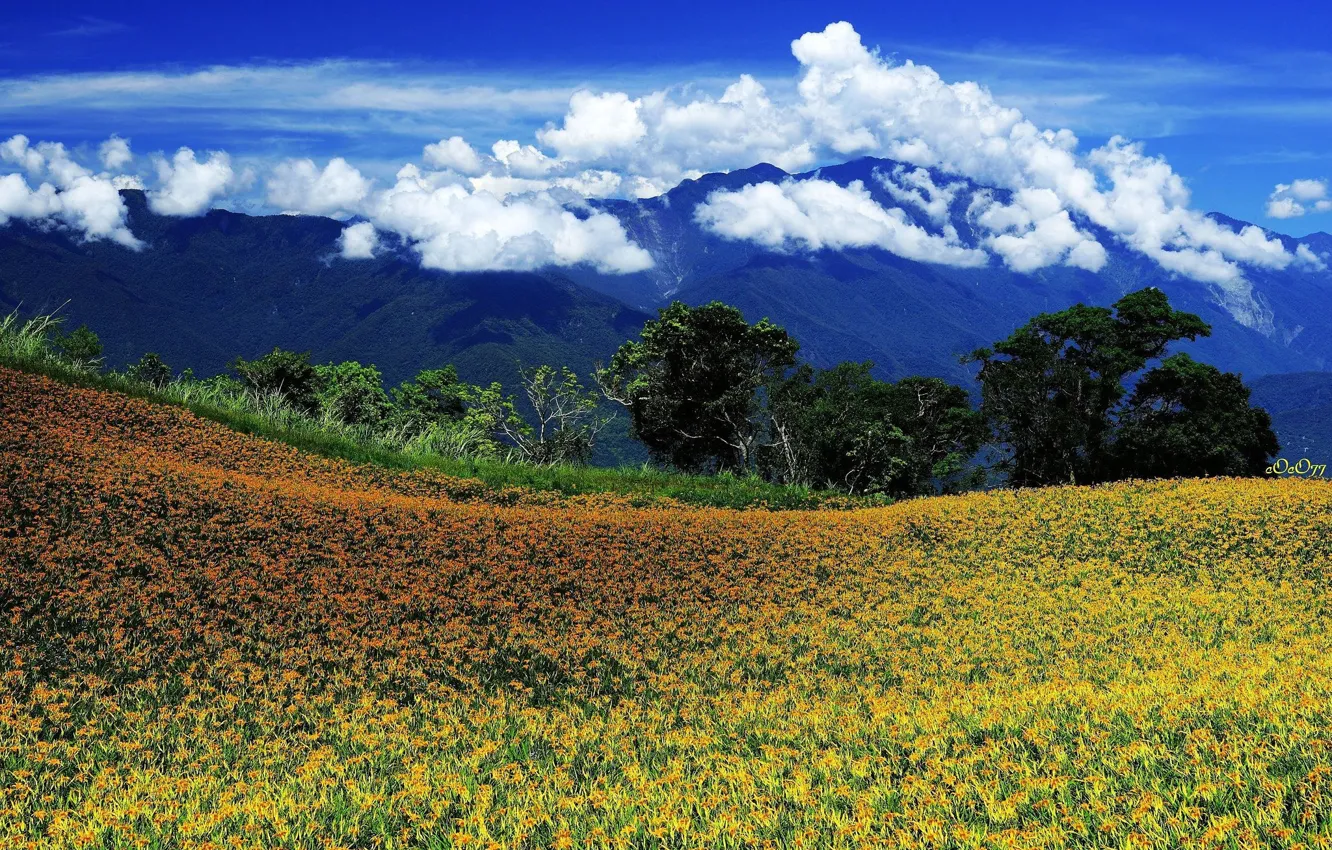 Photo wallpaper the sky, clouds, flowers, mountains, meadow