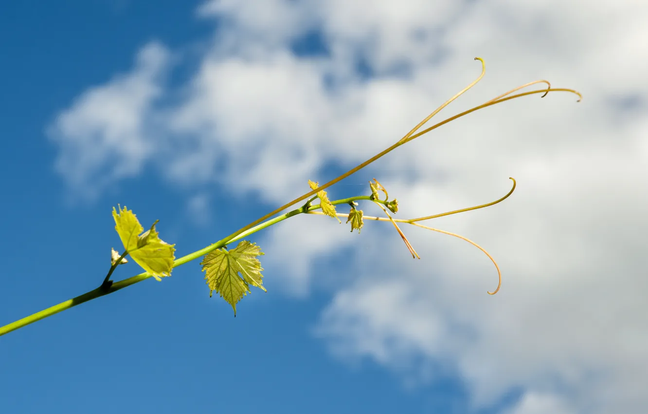 Photo wallpaper summer, the sky, clouds, branch, vine, the branches of the vines