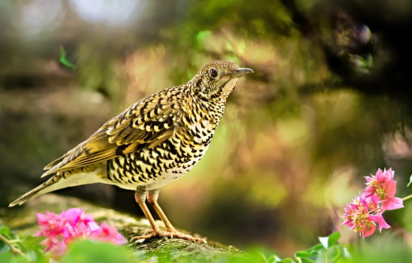 Photo wallpaper flowers, branches, bird, motley, The speckled thrush