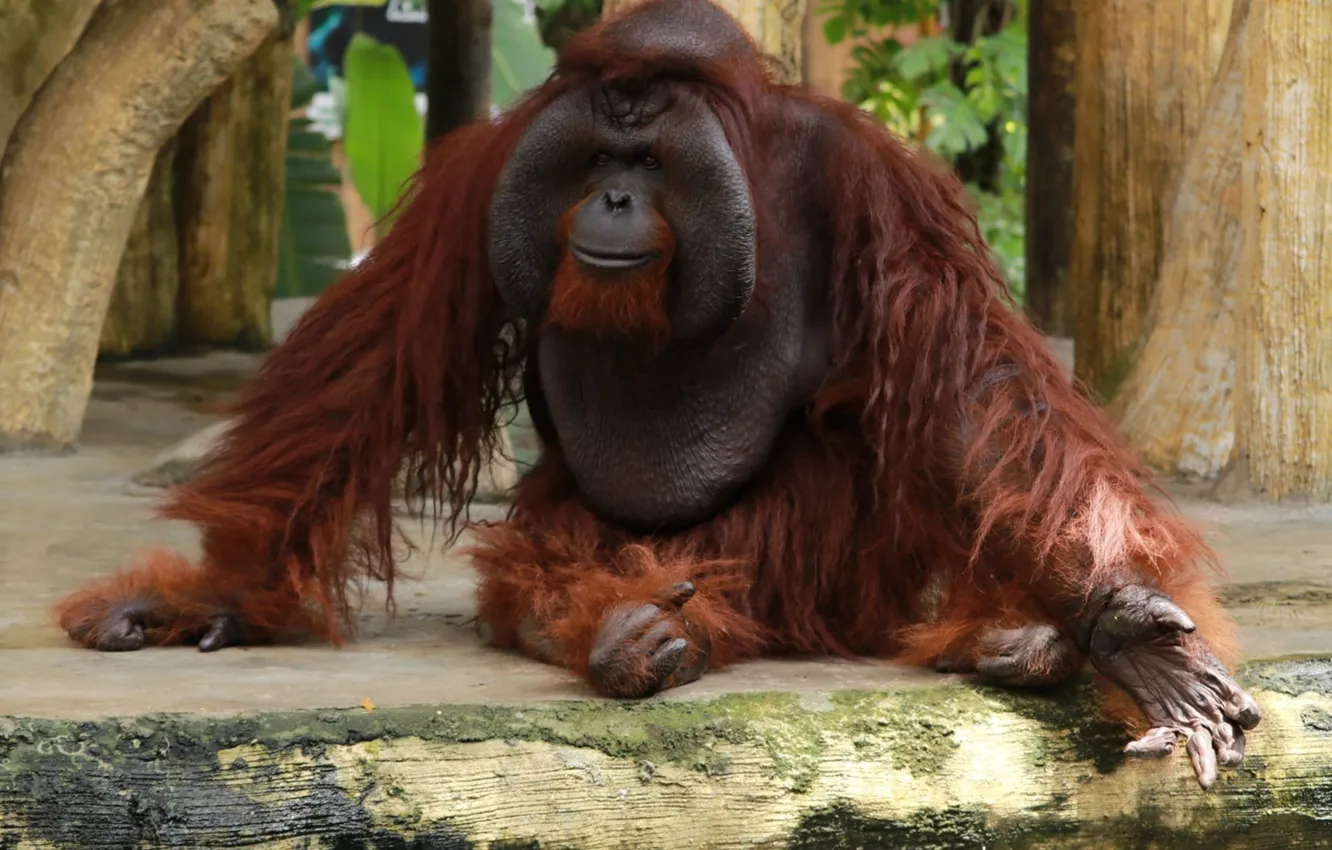 Photo wallpaper monkey, animal, zoo, Asia, wildlife, Ape, .Orangutan near tree