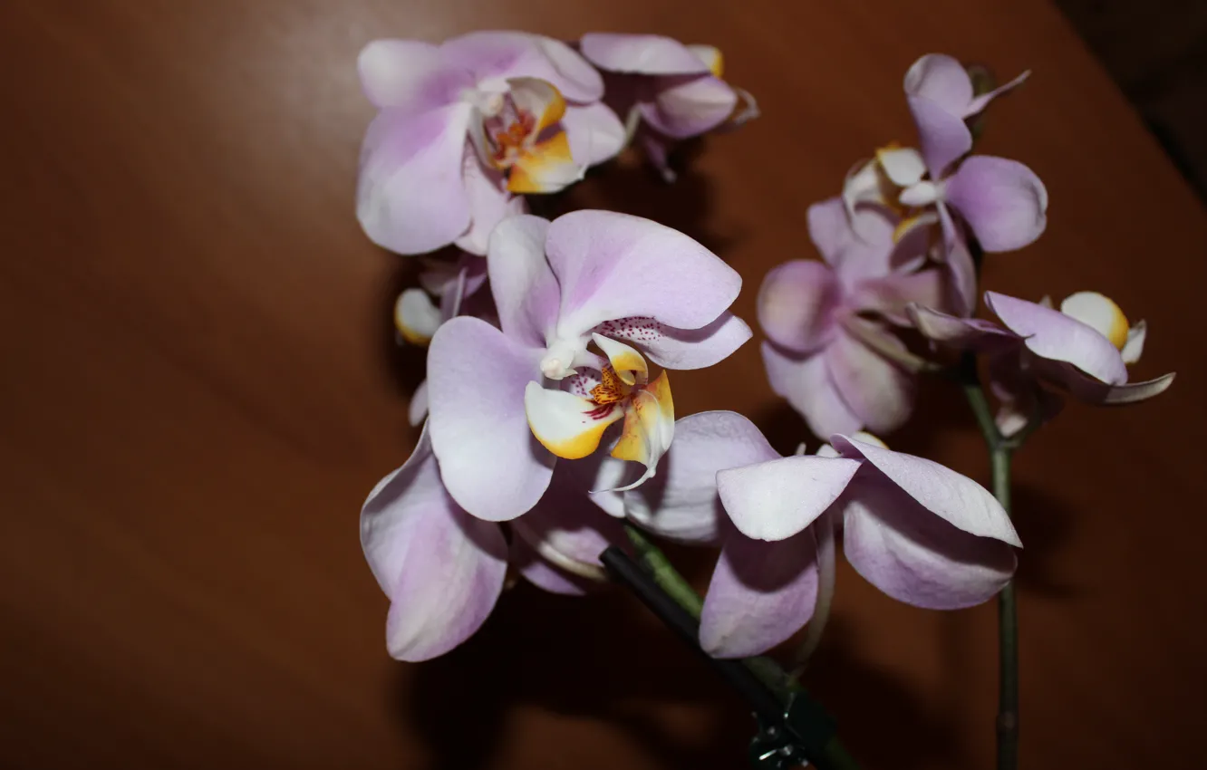 Photo wallpaper flower, Orchid, an Orchid branch