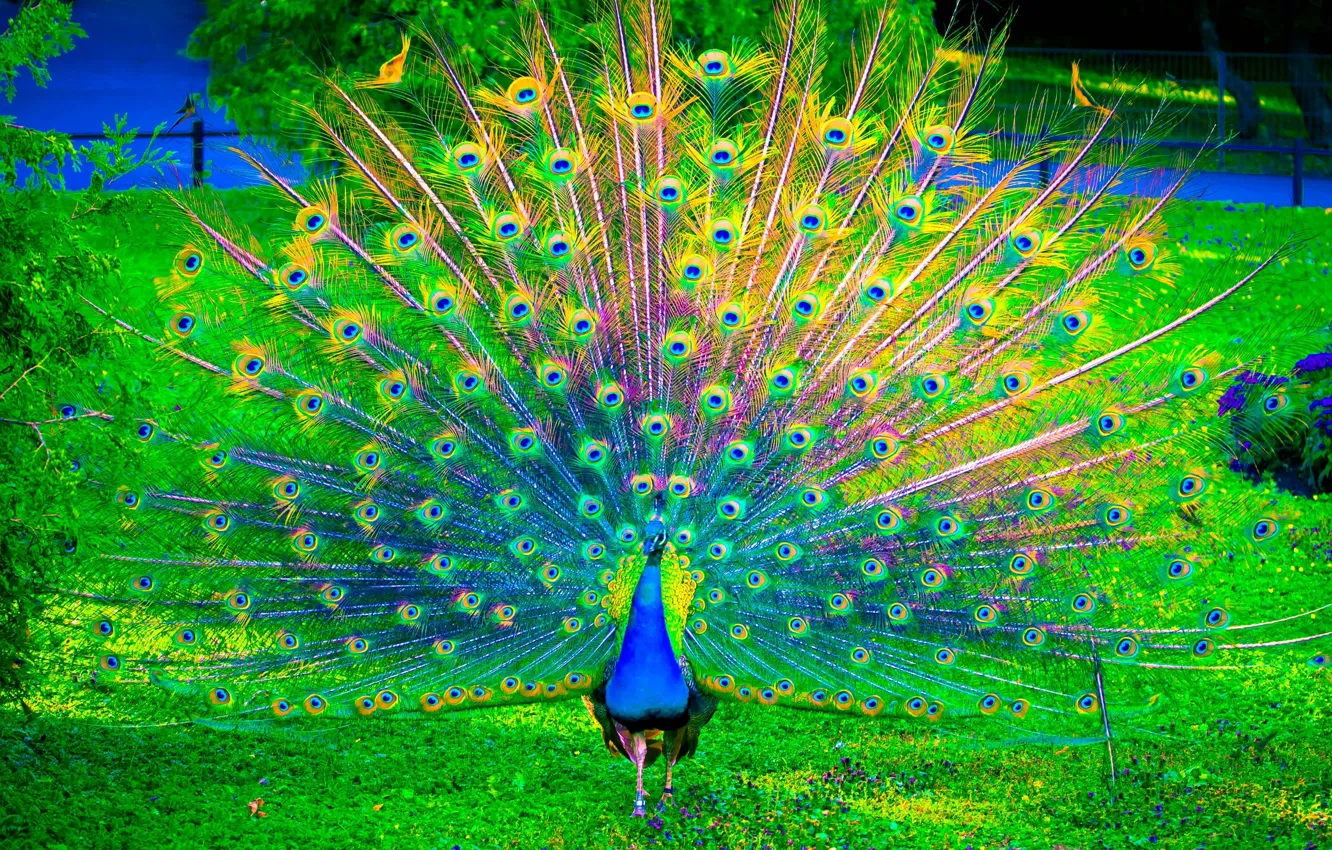 Photo wallpaper nature, birds, color, peacock