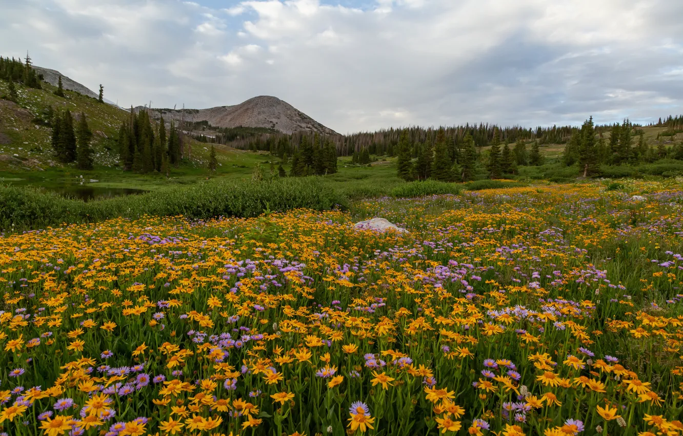 Photo wallpaper field, flowers, mountains