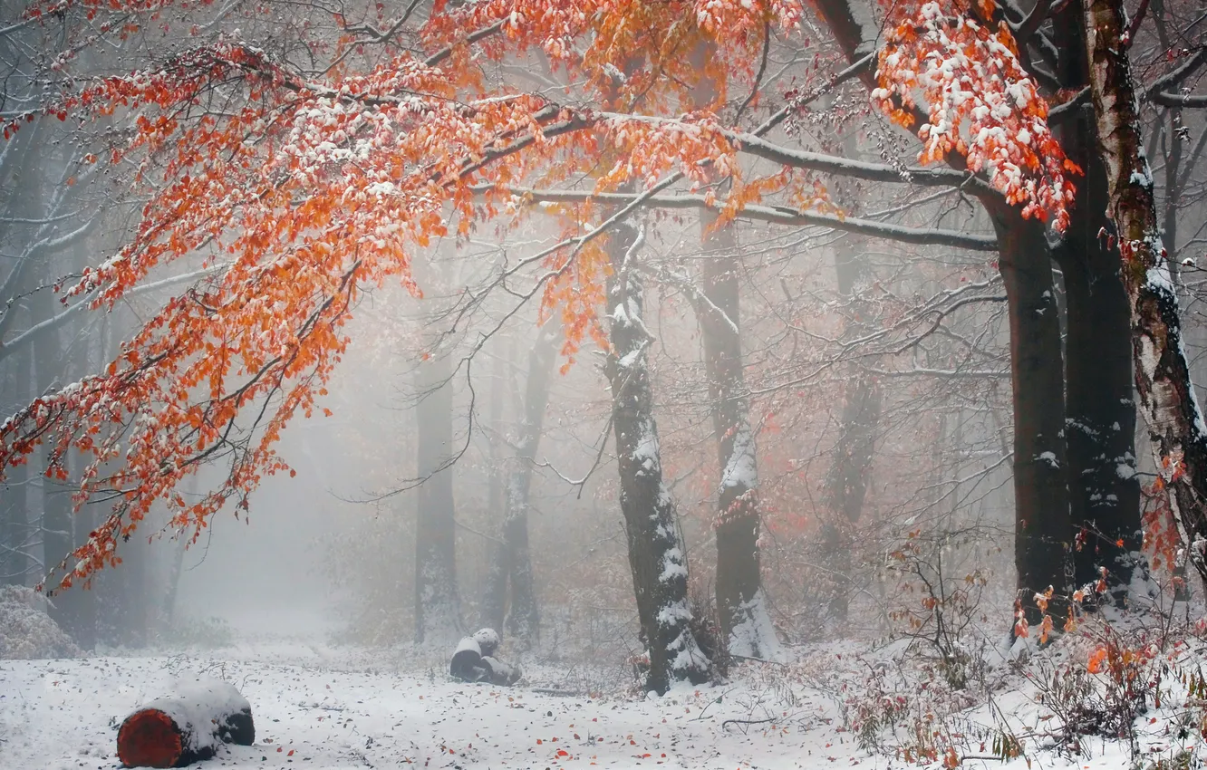 Photo wallpaper winter, autumn, forest, snow, nature, Park, tree