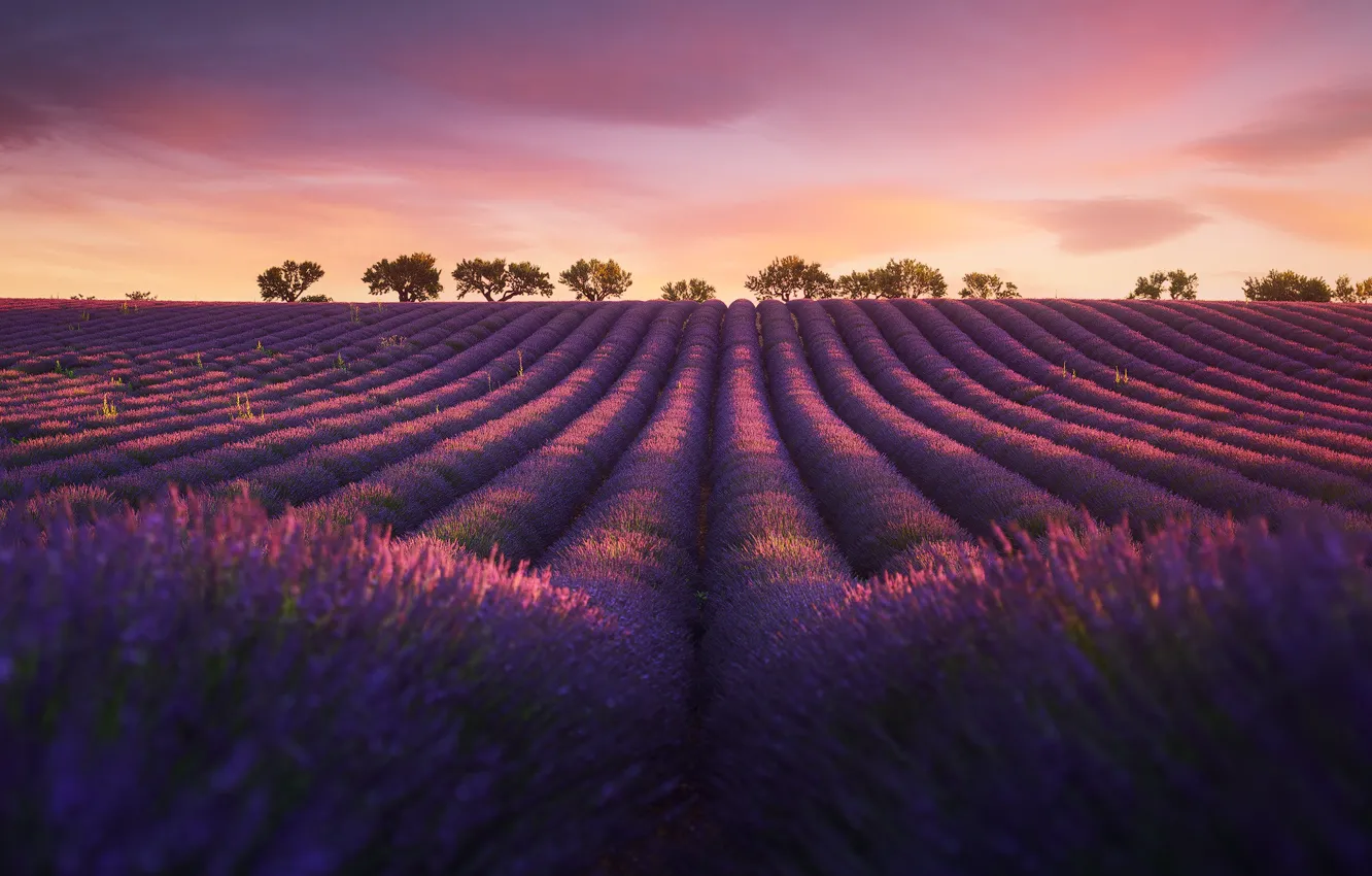Photo wallpaper field, nature, the evening, lavender