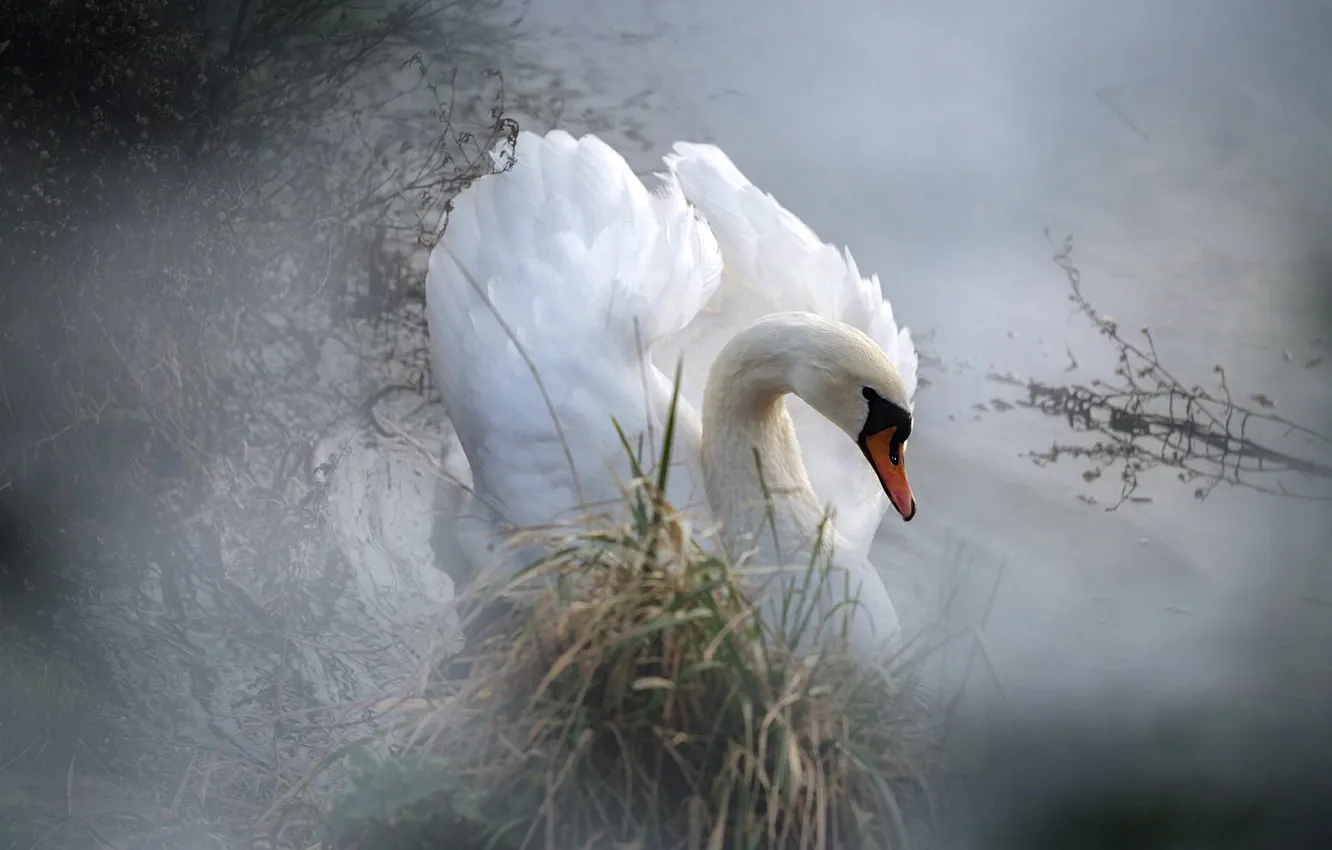 Photo wallpaper white, fog, bird, shore, wings, morning, haze, swans