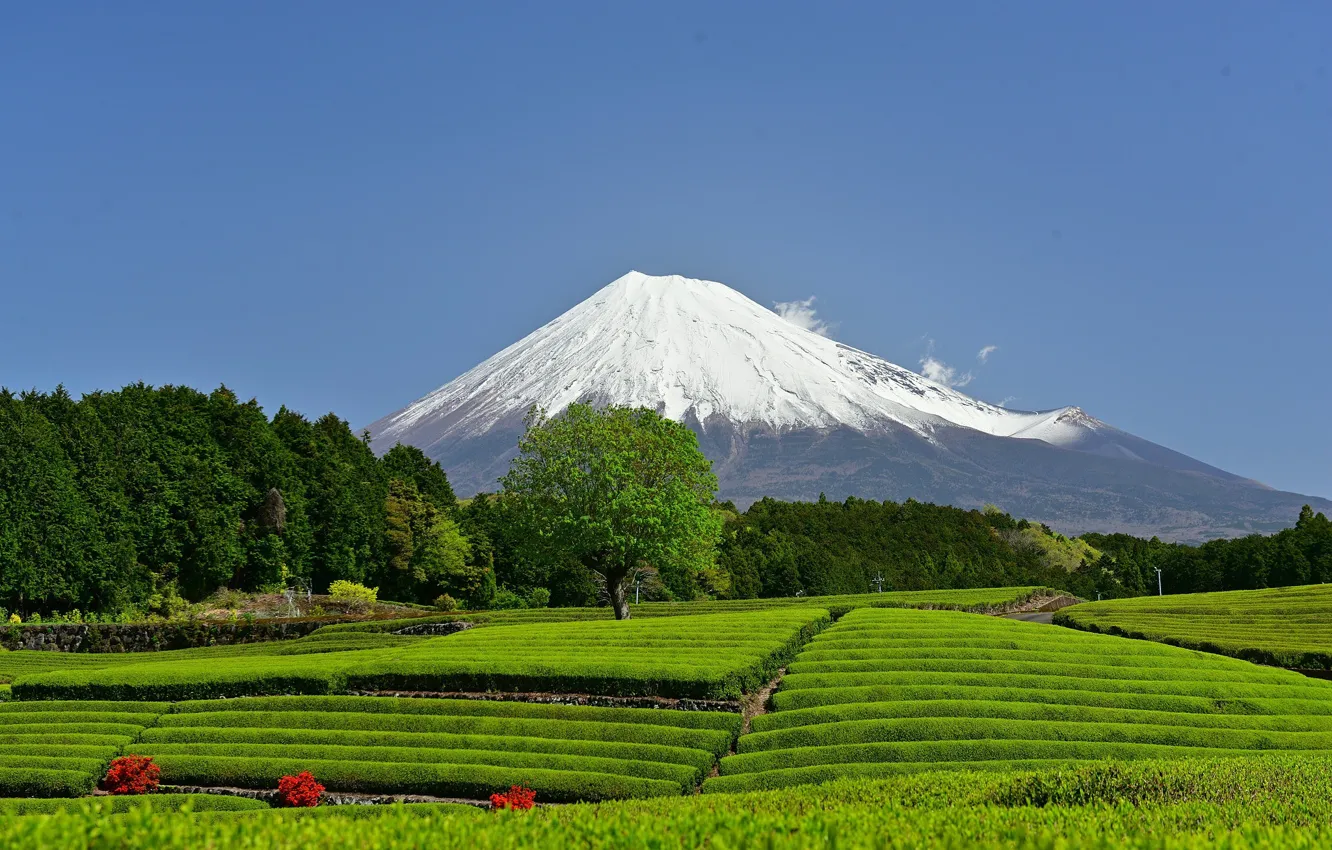 Photo wallpaper mountains, the volcano, Japan, Japan, Mount Fuji, Fuji, Shizuoka Prefecture, tea plantation