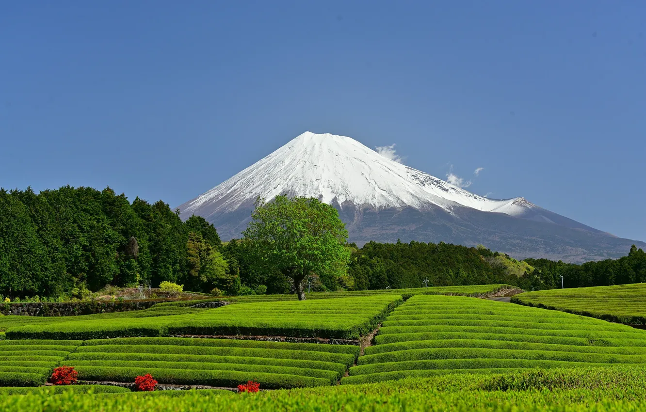 Photo wallpaper mountain, the volcano, Japan, Japan, Mount Fuji, Fuji, Shizuoka Prefecture, tea plantation