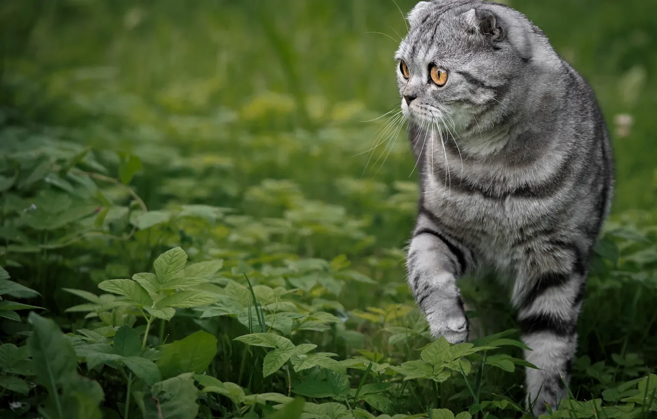Photo wallpaper cat, grass, Scottish fold, Scottish fold cat