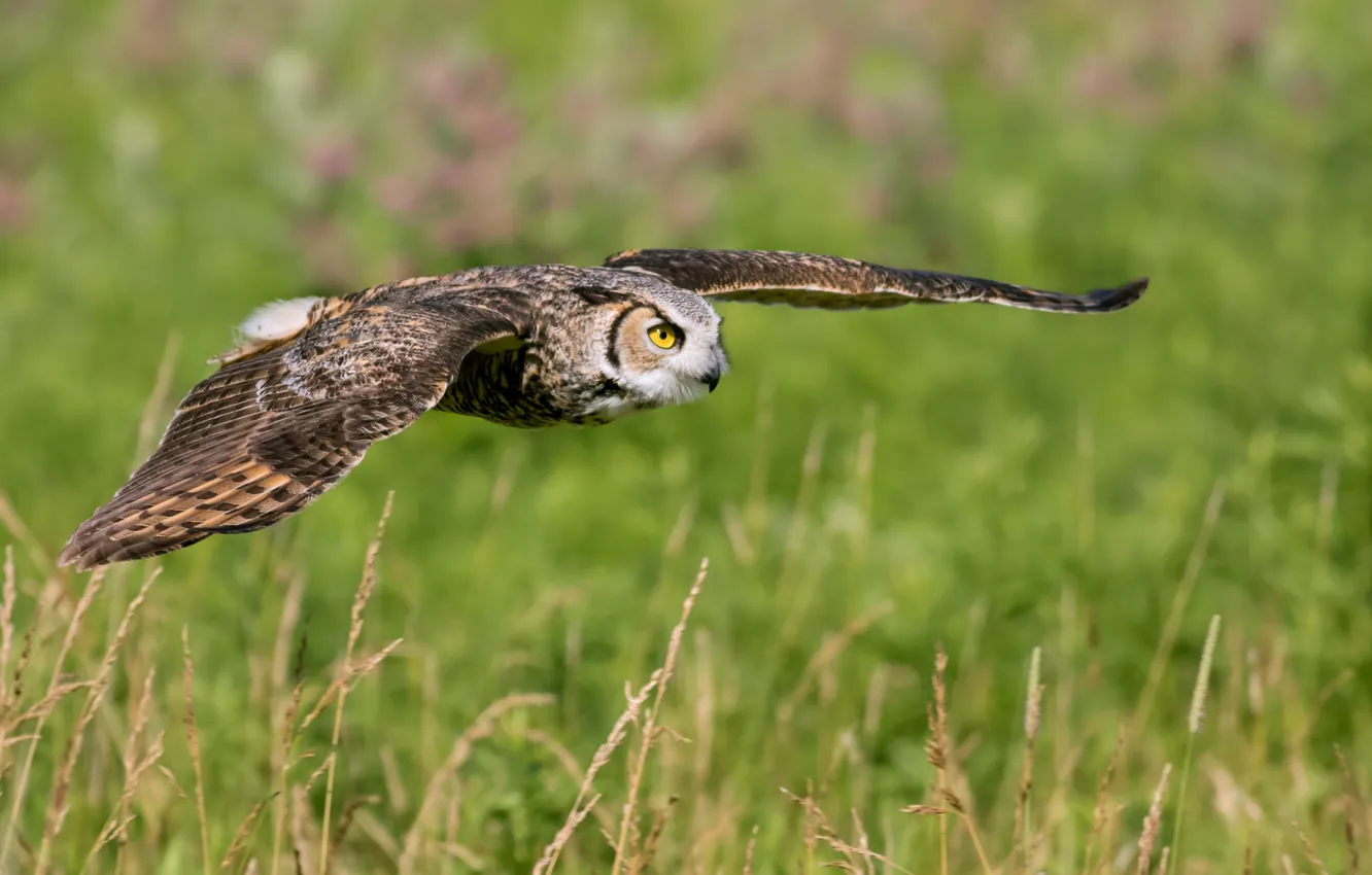 Photo wallpaper field, grass, flight, owl, bird, owl, wingspan