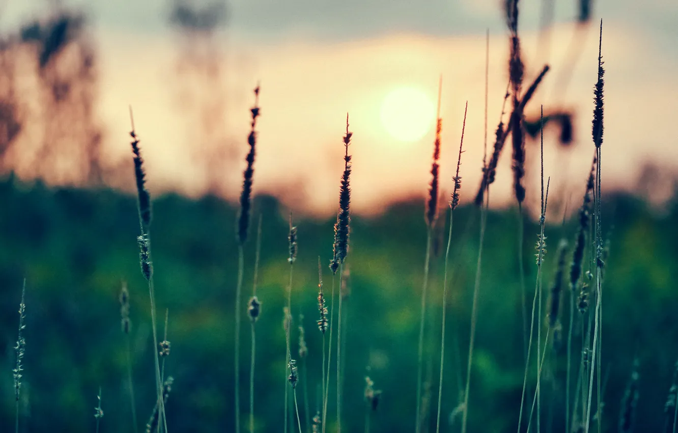 Photo wallpaper grass, the sun, sunset, focus, spikelets