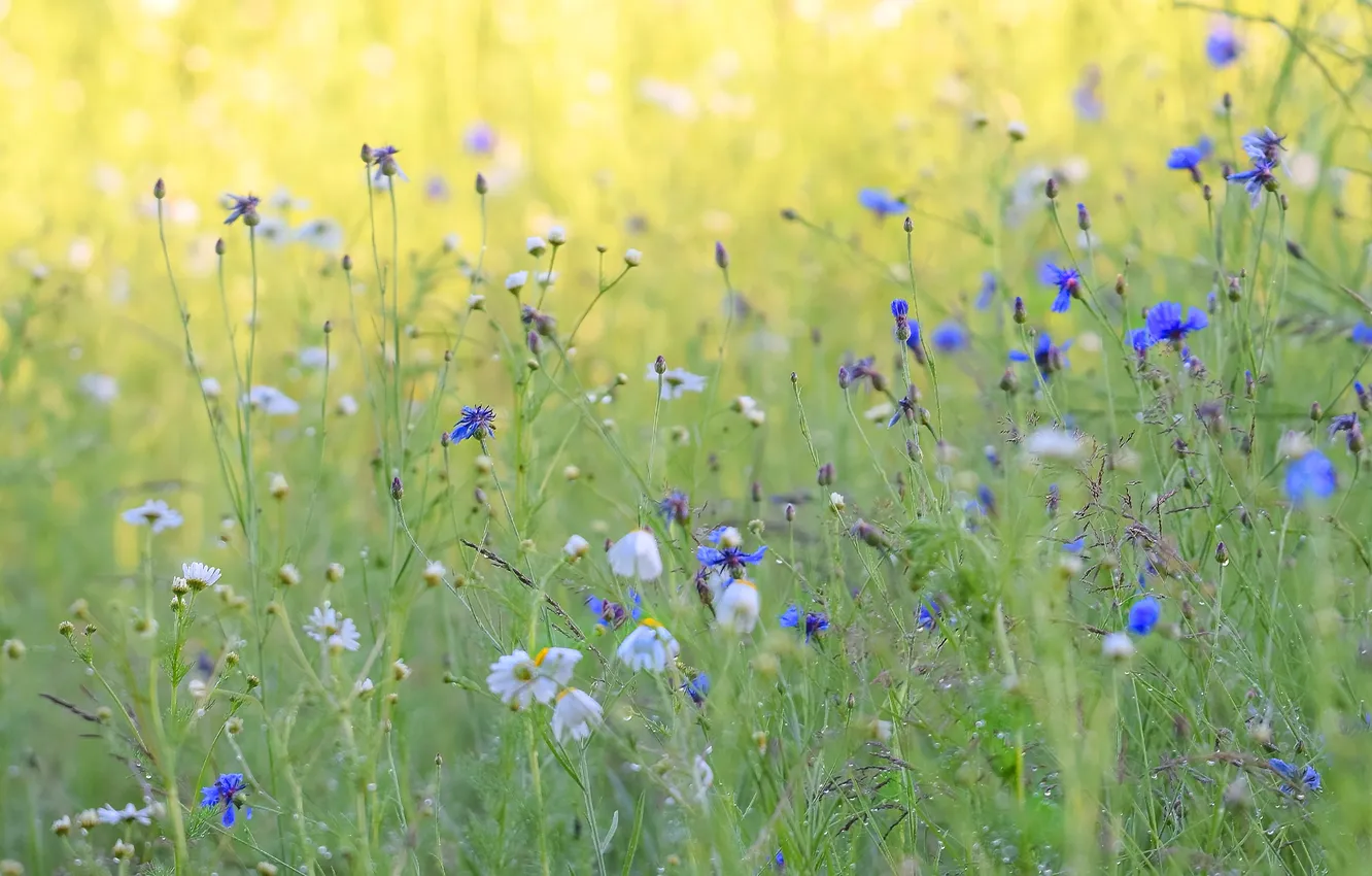 Photo wallpaper field, grass, flowers, blue, chamomile, meadow, field, different