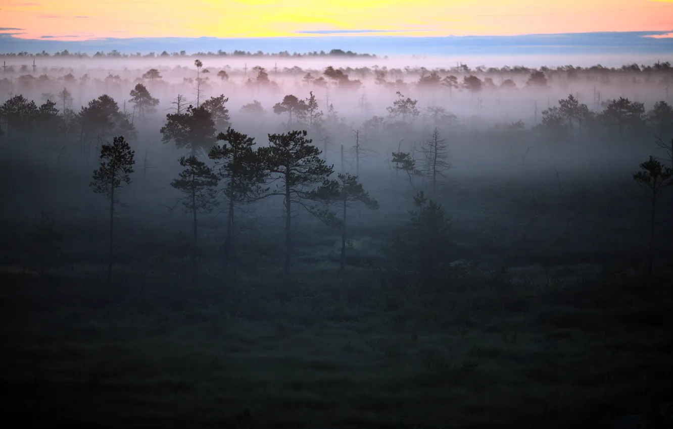 Photo wallpaper forest, landscape, fog, morning