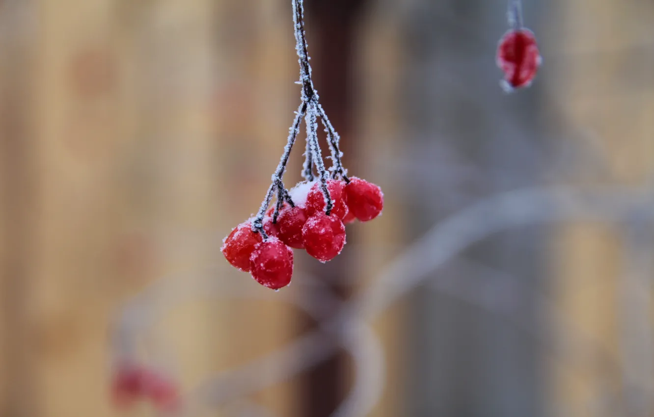 Photo wallpaper winter, frost, macro, snow, red, nature, berries, frost