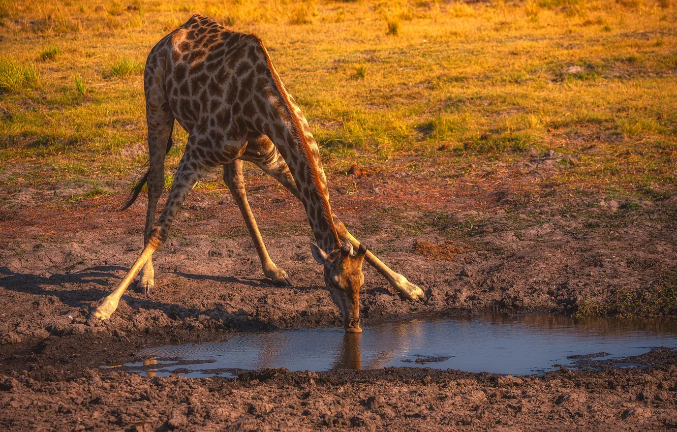 Photo wallpaper giraffe, drink, Long-necked