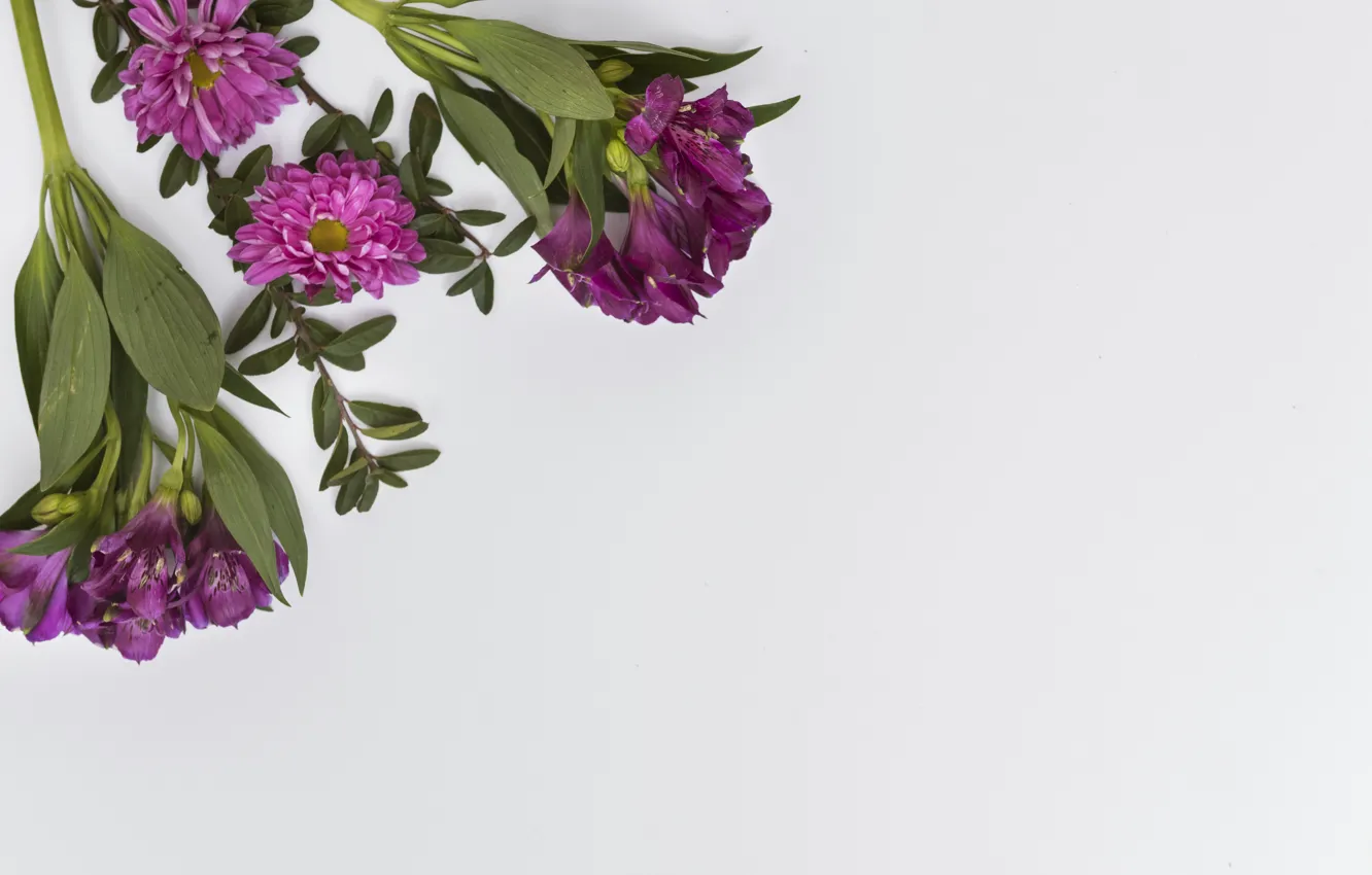 Photo wallpaper leaves, flowers, chrysanthemum, Alstroemeria