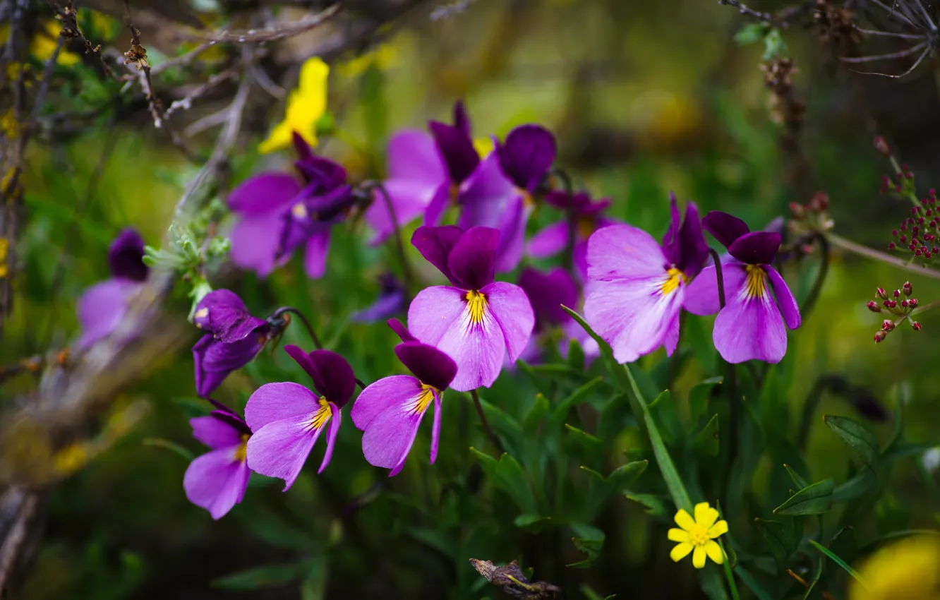 Photo wallpaper summer, flowers, nature, green, background, spring, Pansy, clearing