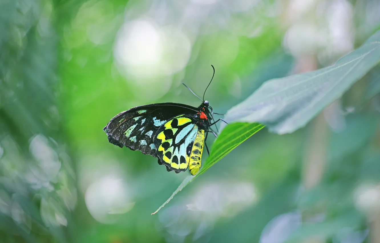 Photo wallpaper butterfly, sailboat, moth, Cairns Birdwing Butterfly