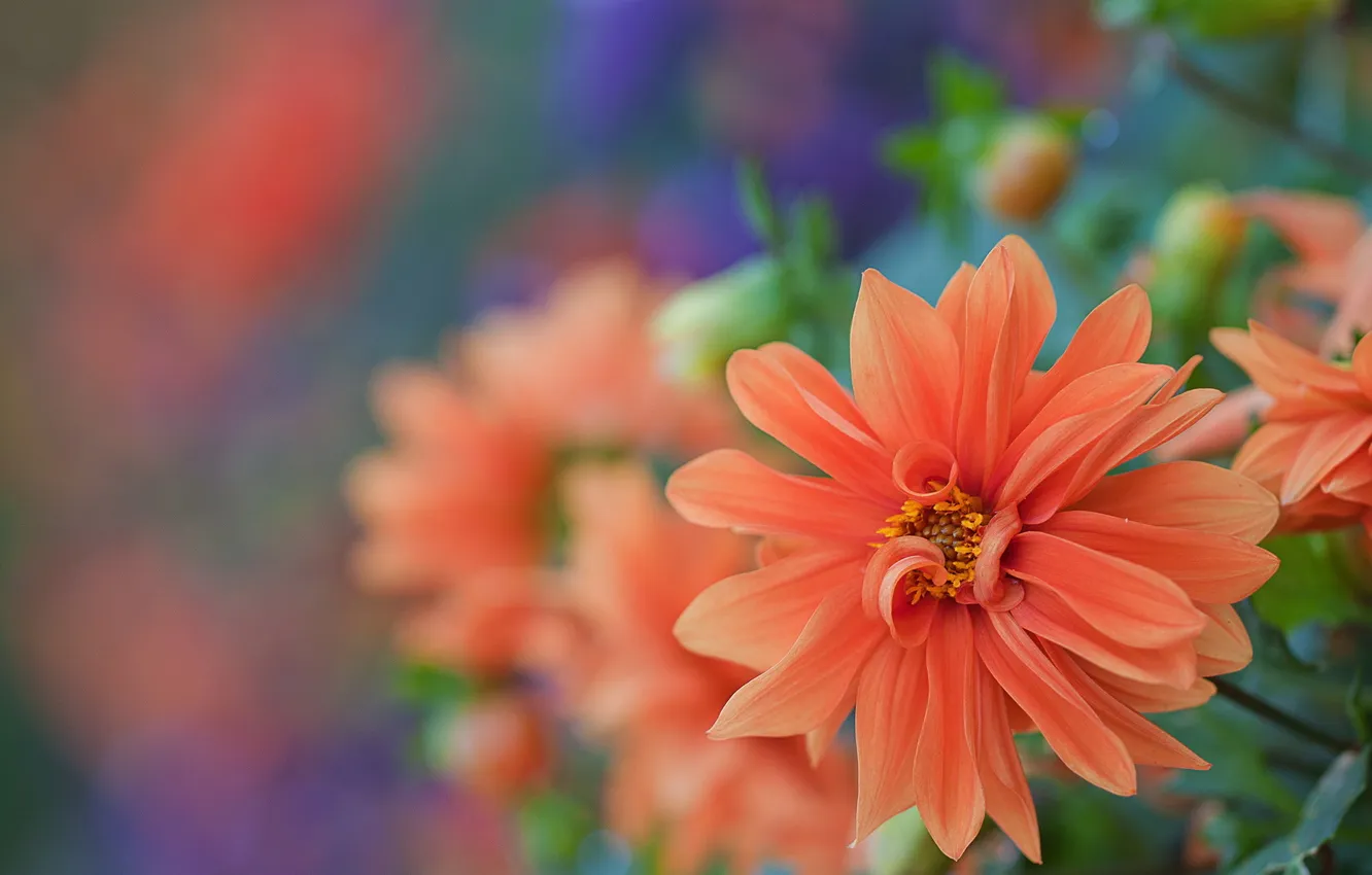 Photo wallpaper flowers, al, dahlias