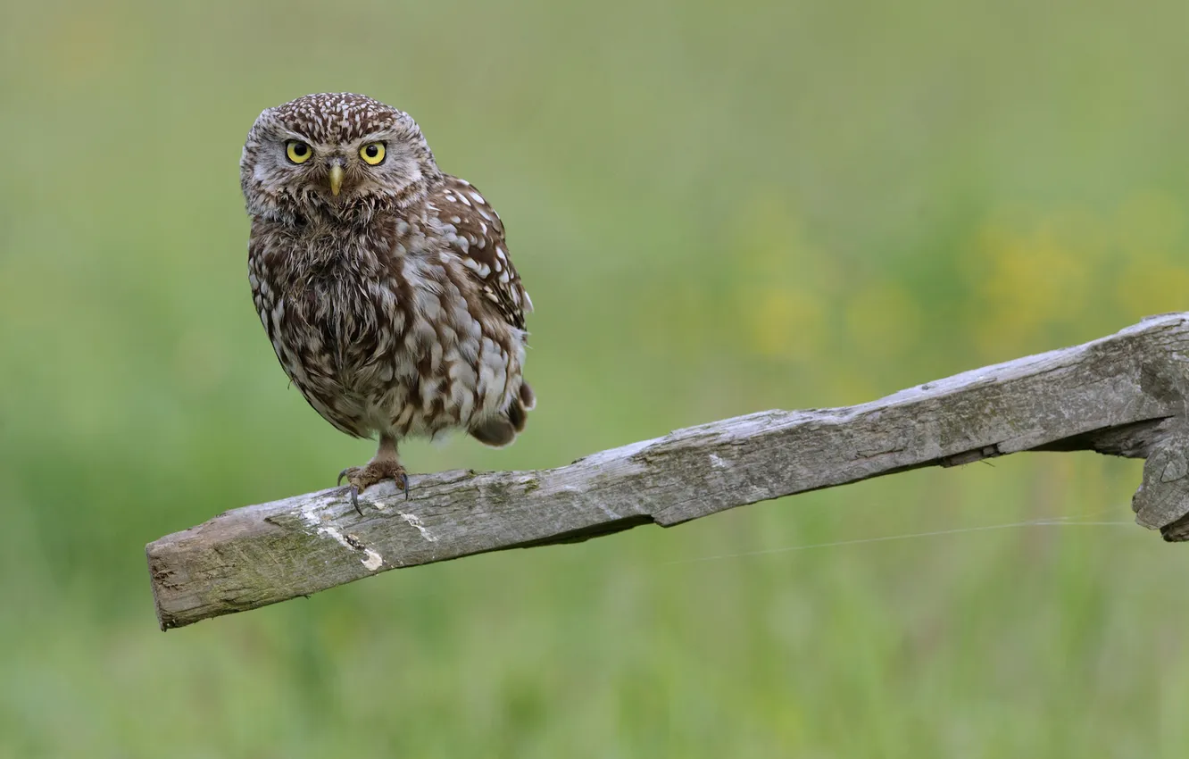 Photo wallpaper greens, owl, bird, stick