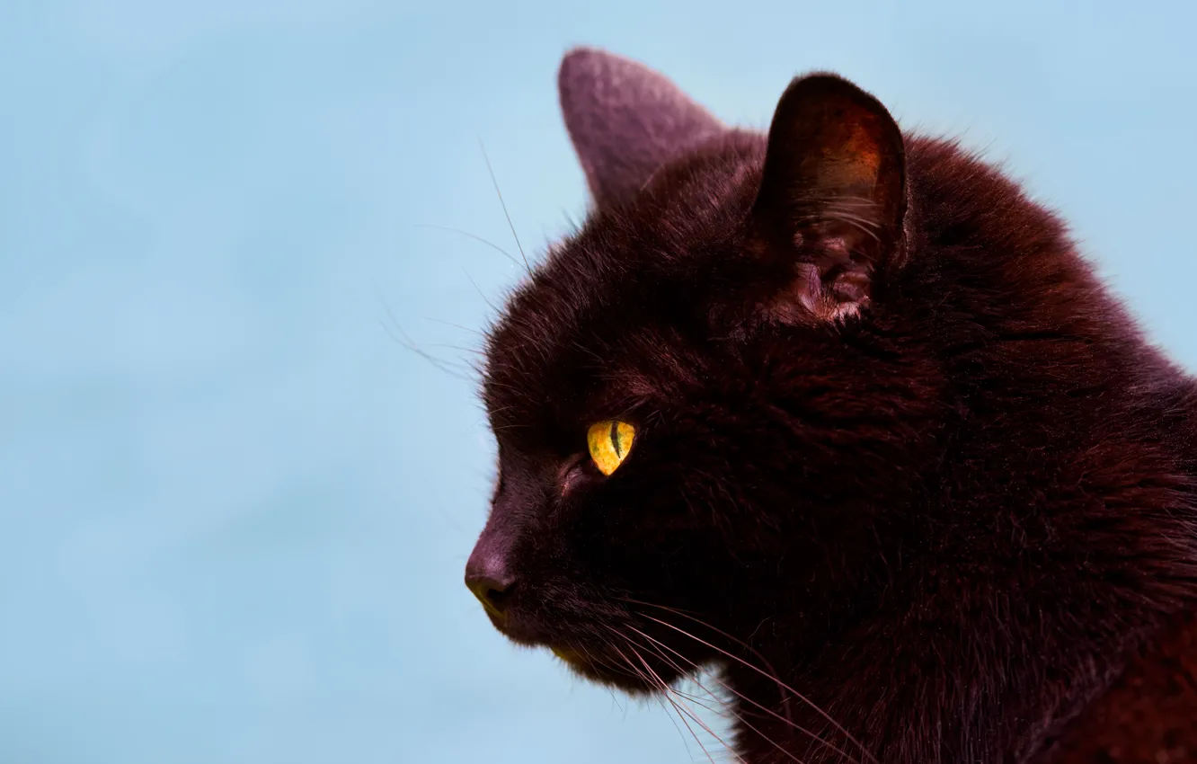 Photo wallpaper cat, cat, background, portrait, muzzle, profile, black cat