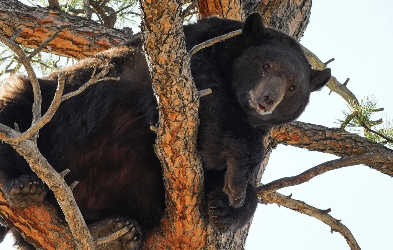 Photo wallpaper trees, bear, on the tree, Baribal, Black bear