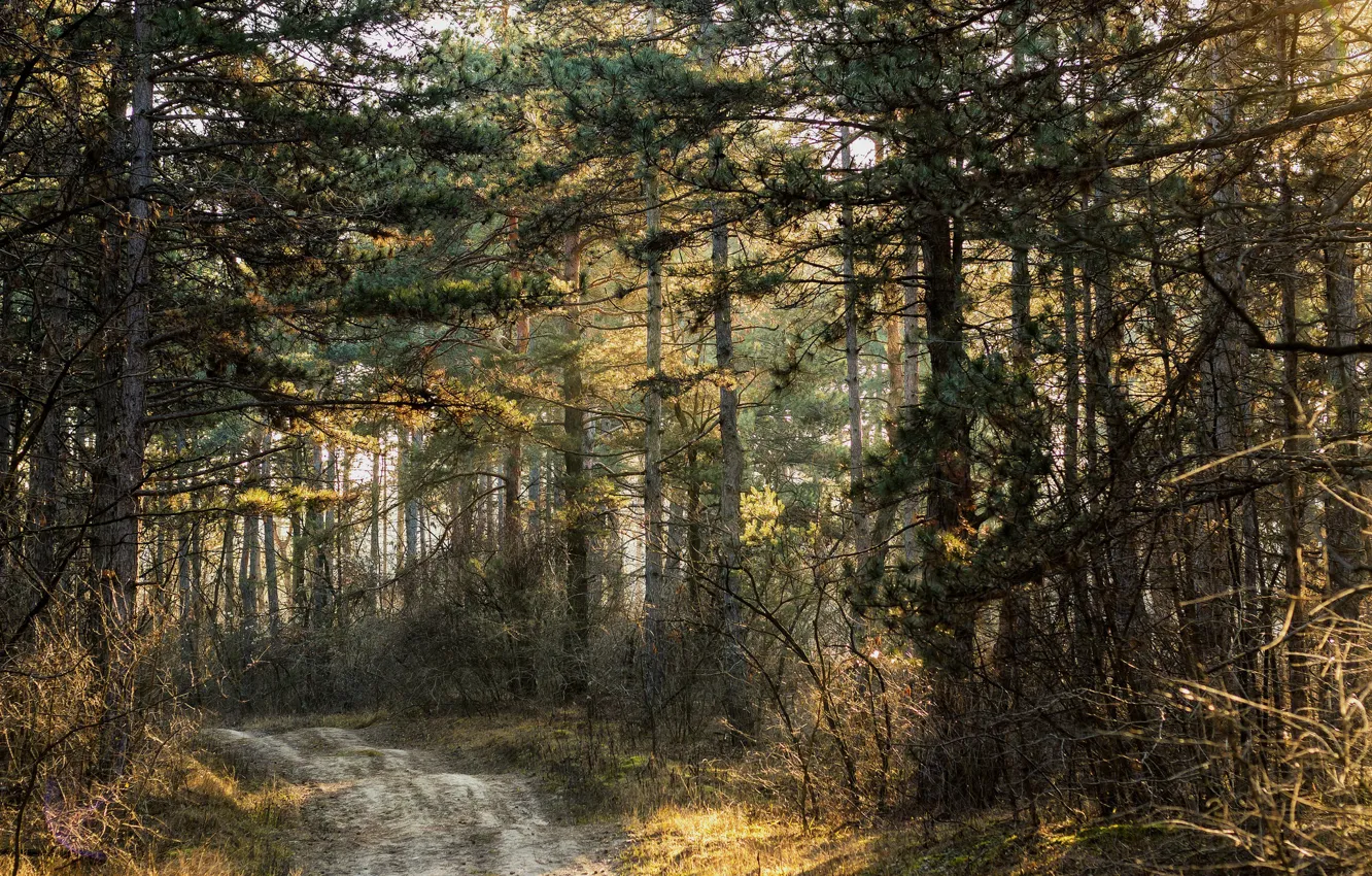 Photo wallpaper road, forest, nature
