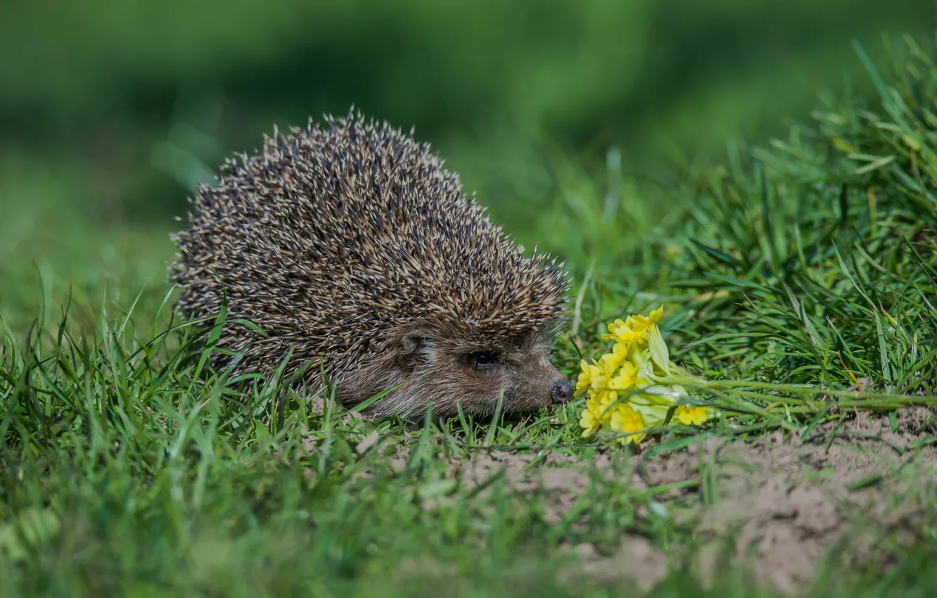 Photo wallpaper grass, flowers, background, hedgehog