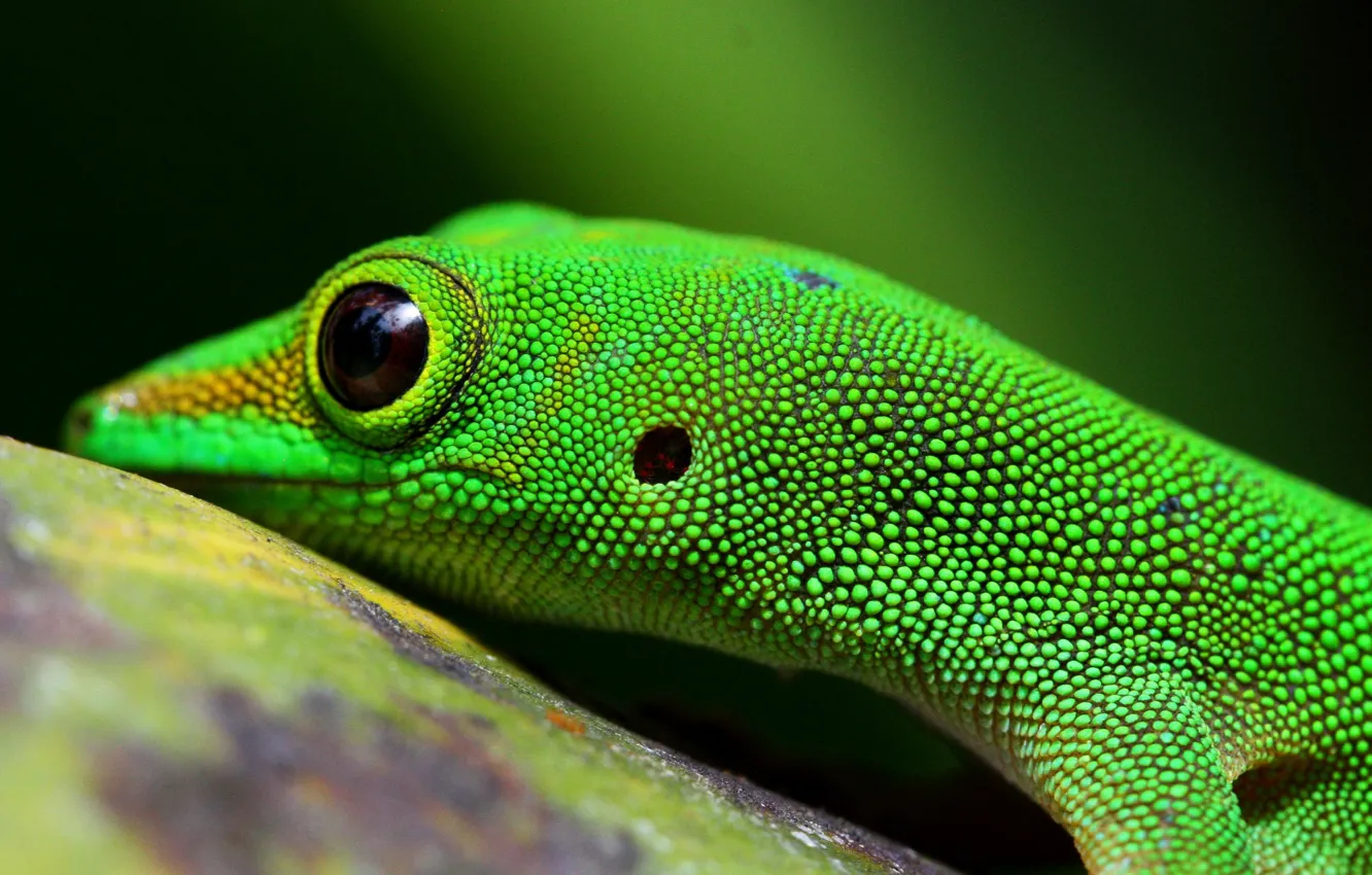 Photo wallpaper eyes, leather, lizard, reptile, reptiles, scaly