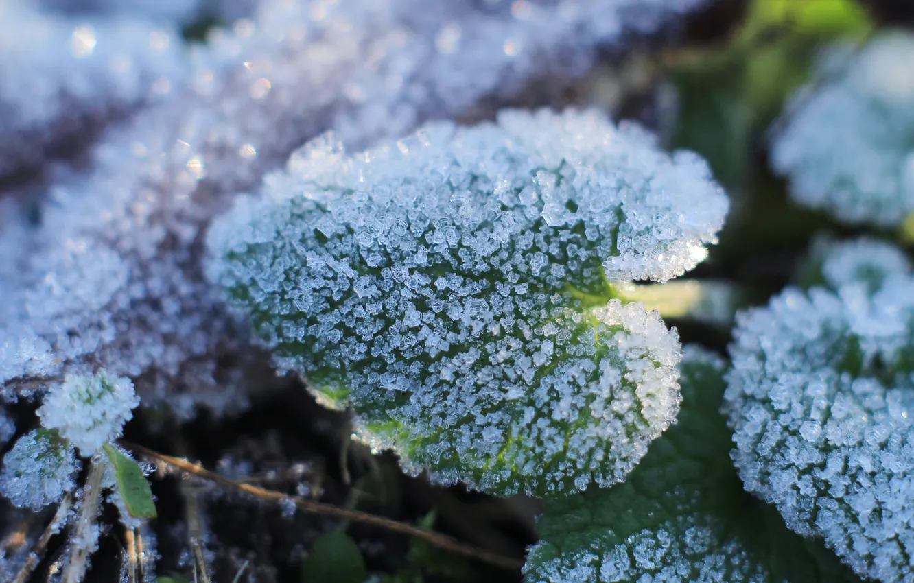 Photo wallpaper leaf, cold, hoarfrost