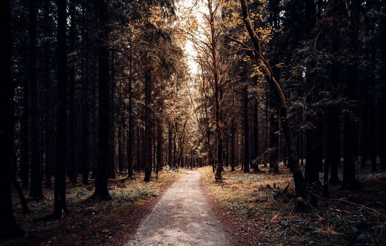 Photo wallpaper road, forest, nature, Park