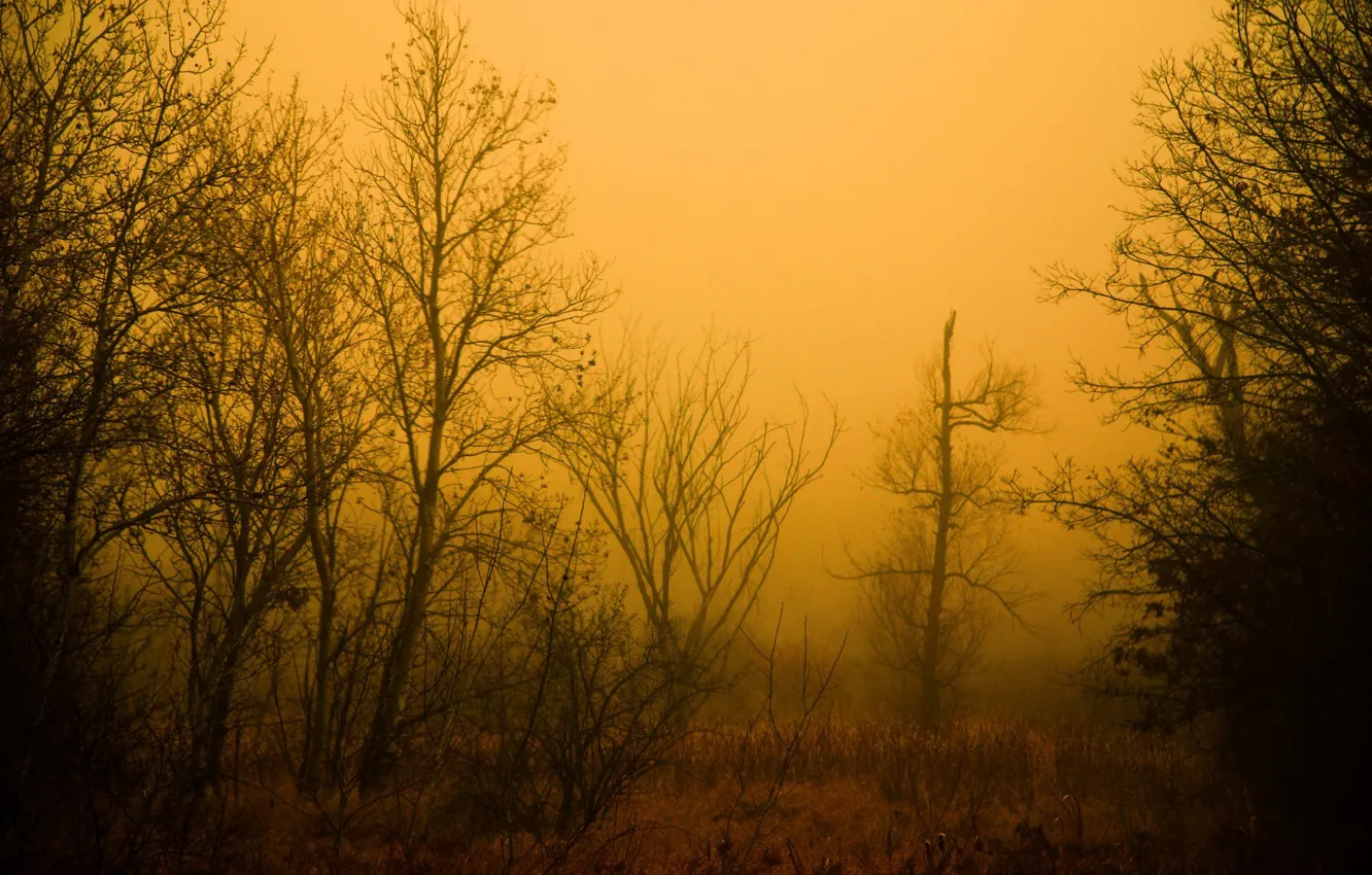 Photo wallpaper forest, trees, morning