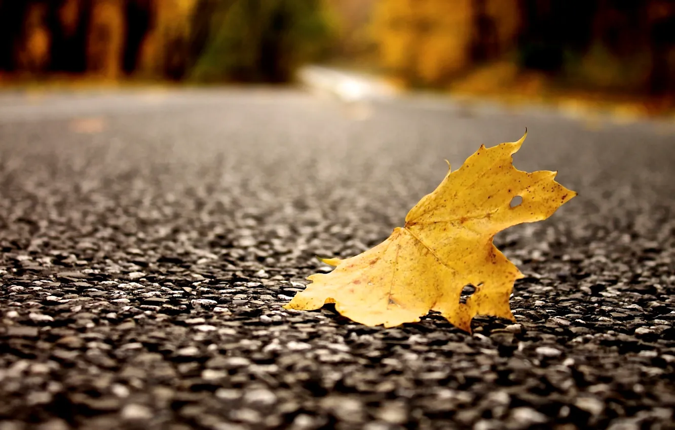 Photo wallpaper asphalt, leaves, macro, yellow, background, widescreen, Wallpaper, leaf