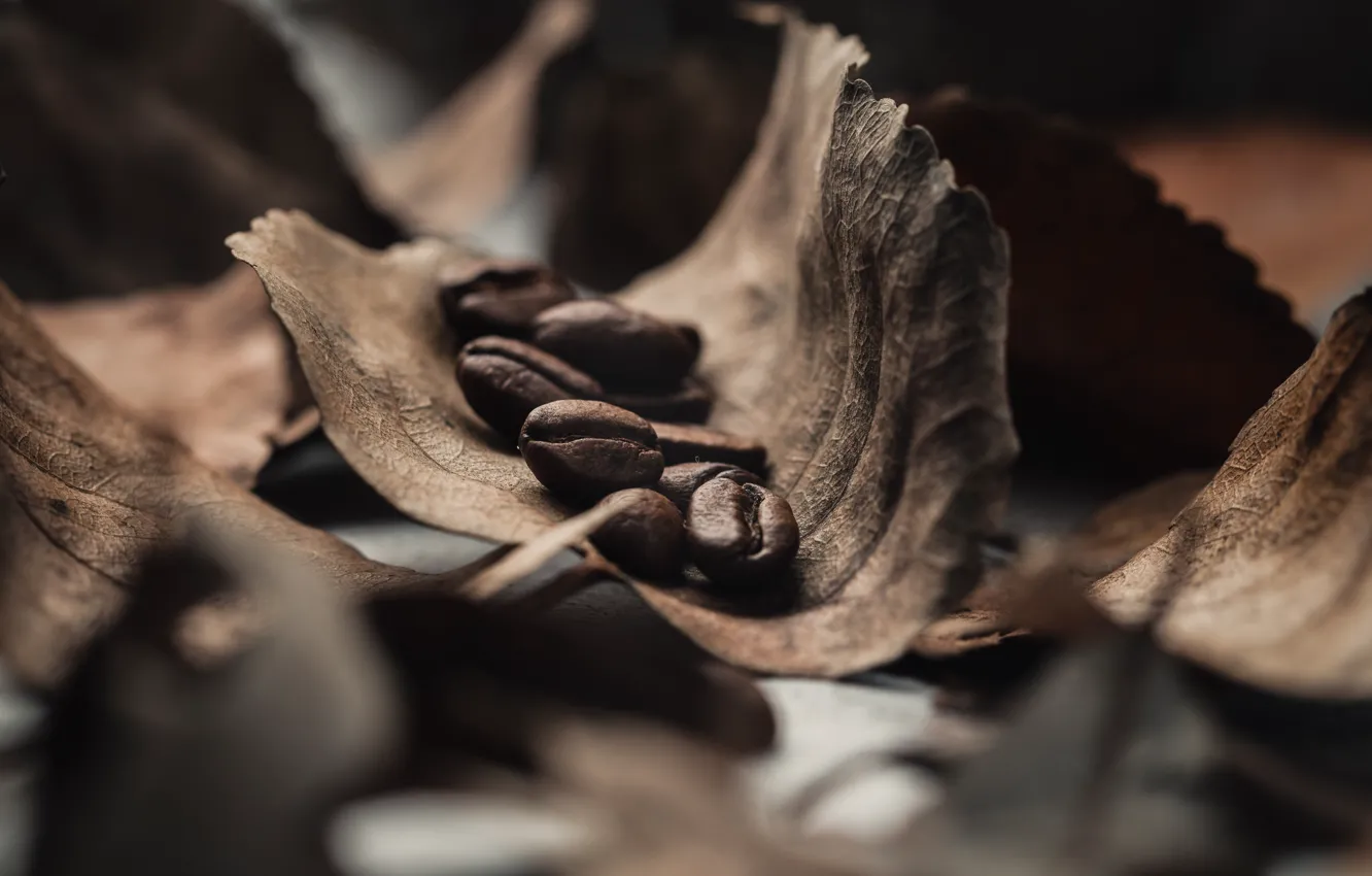 Photo wallpaper leaves, macro, coffee, grain
