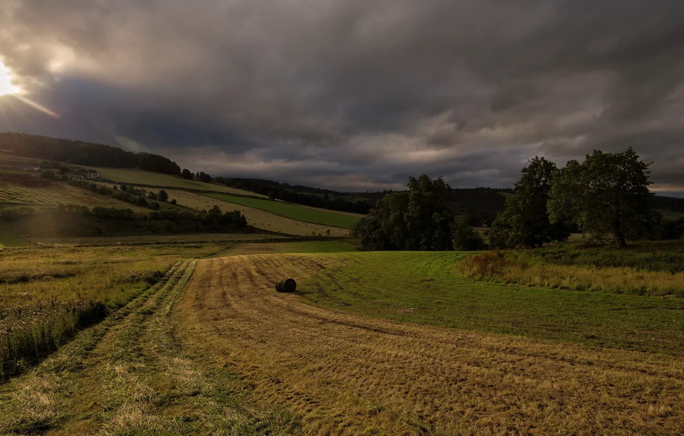 Photo wallpaper field, autumn, forest, the sky, grass, the sun, rays, light