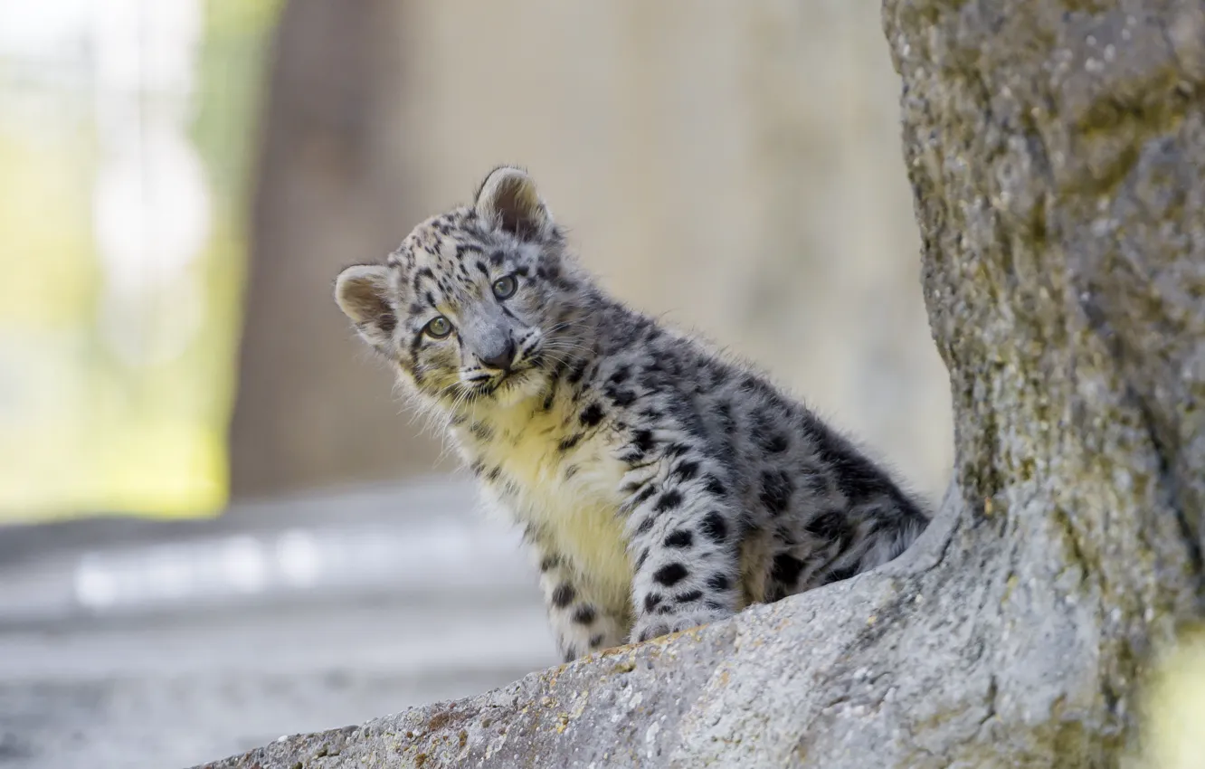 Photo wallpaper cat, look, IRBIS, snow leopard, cub, kitty, ©Tambako The Jaguar