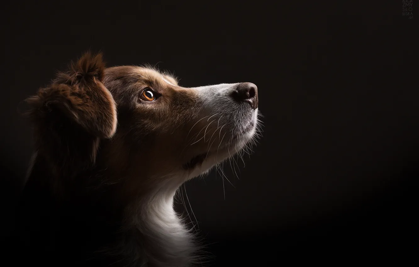 Photo wallpaper look, background, home, dog