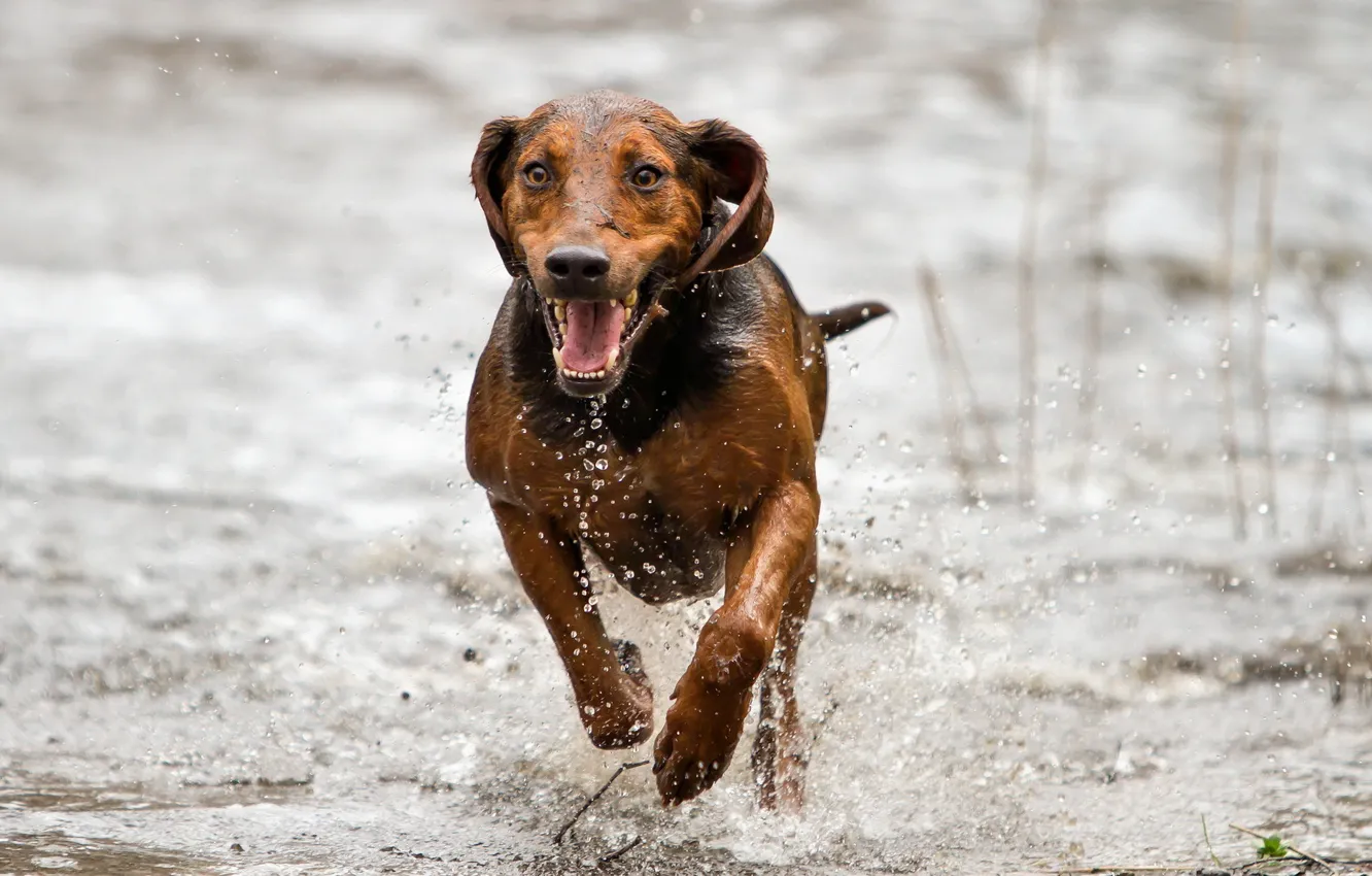 Photo wallpaper look, each, dog, running