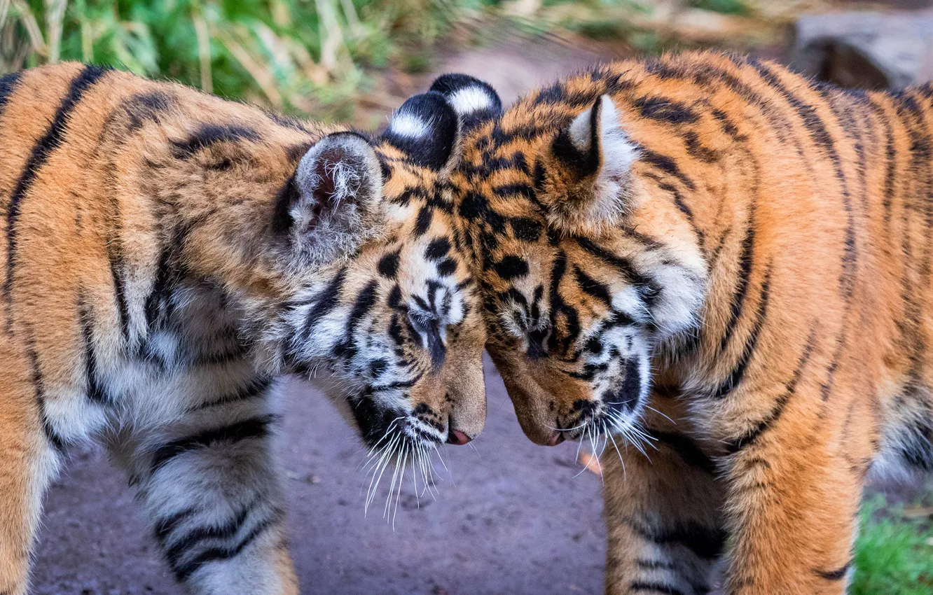 Photo wallpaper face, tiger, pose, each, two, friendship, pair, weasel