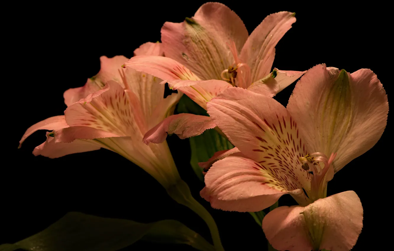 Photo wallpaper flowers, nature, background